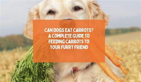  For instance, if your furry friend eats carrots that day, you may see orange in their stool